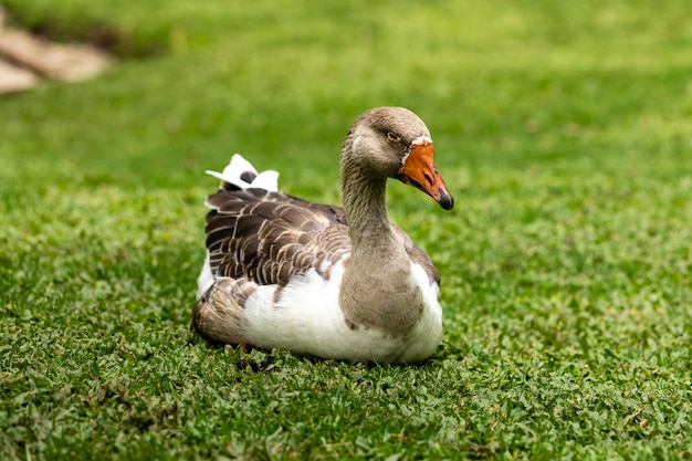 Close-up op gans die op het gazon op zonnige dag ligt.