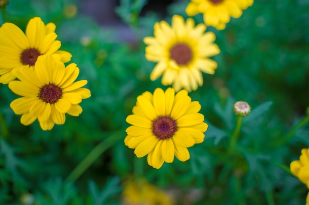 Close-up op geel madeliefjeveld onder het ochtendzonlicht Mooie gouden bloem op groen gras Versheidsconcept