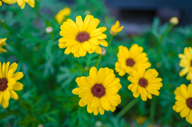 Close-up op geel madeliefjeveld onder het ochtendzonlicht Mooie gouden bloem op groen gras Versheidsconcept