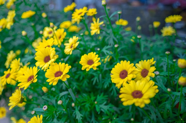 Close-up op geel madeliefjeveld onder het ochtendzonlicht Mooie gouden bloem op groen gras Versheidsconcept