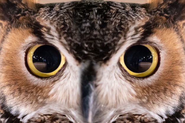 Close-up op Great Horned Owl Face en Eye