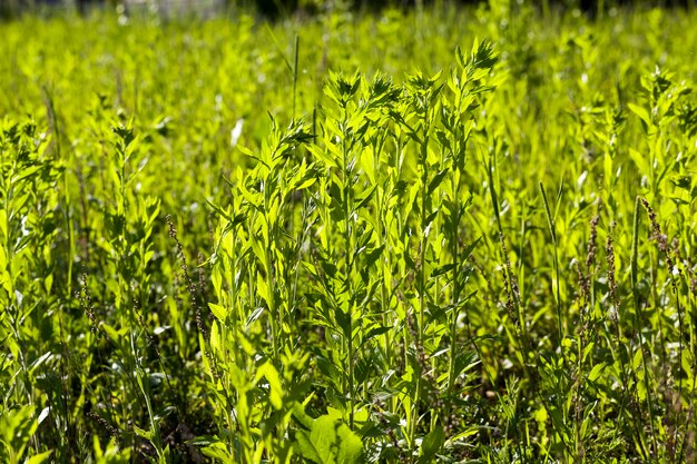 Close-up op groen gras