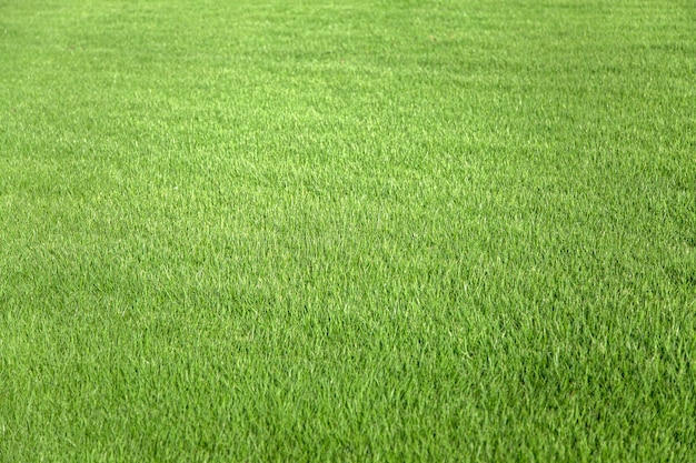 Close-up op groen gras