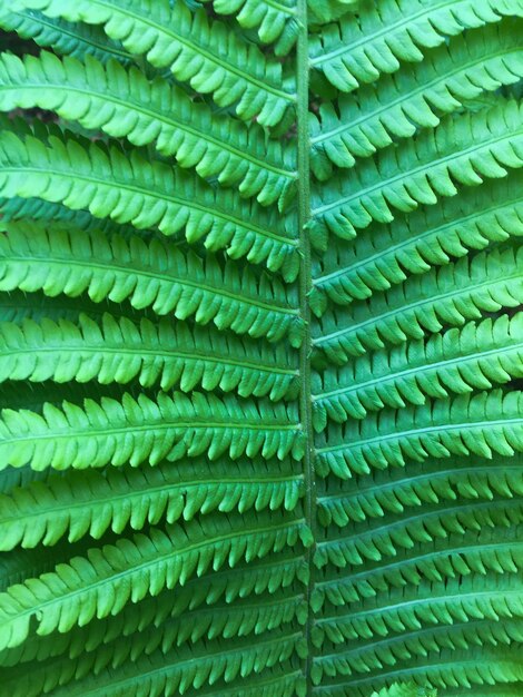 Close-up op groene varenbladeren Natuur achtergrond Locatie verticaal