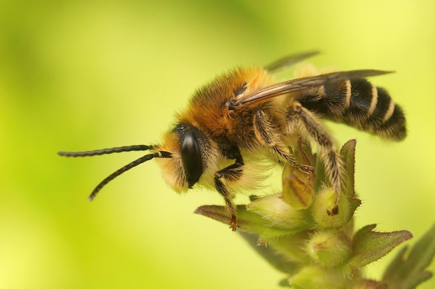 Close-up op het mannetje van de rode bartsiabij, Melitta tricincta si