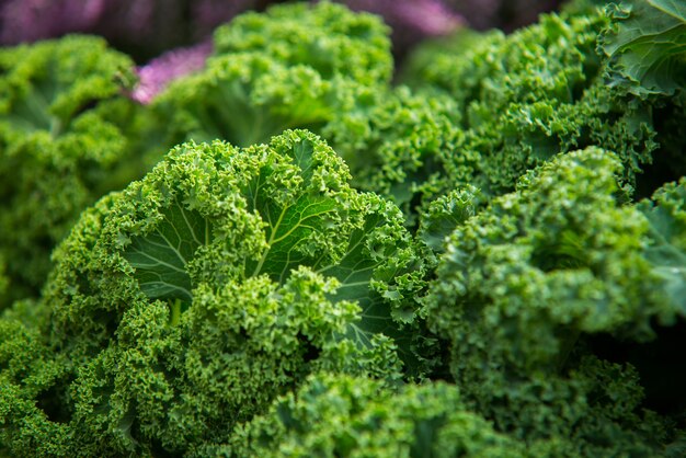 close-up op Kale. Groene groentebladeren, gezond eten, vegetarisch eten.