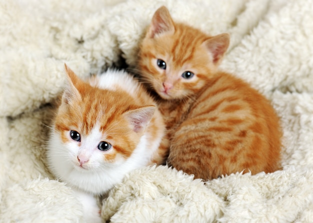 Close-up op kleine schattige kittens knuffelen