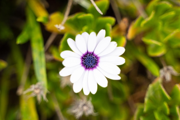 Close-up op madeliefje met witte bloemblaadjes en paars midden in de tuin natuurlijke flora schoonheidsconcept