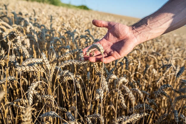 Close-up op menselijke hand en veld van tarwe met oren