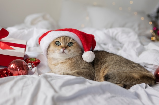 Foto close-up op mooie kat in kerstkleren