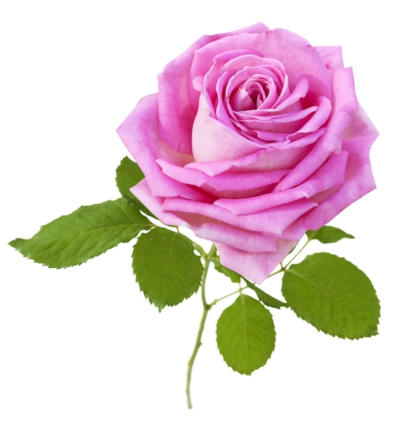 Close-up op mooie roze roos geïsoleerd