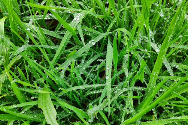 Close-up op nat gras na de regen