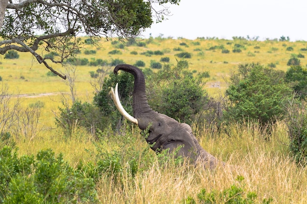 Close-up op olifant eet bladeren van een boom