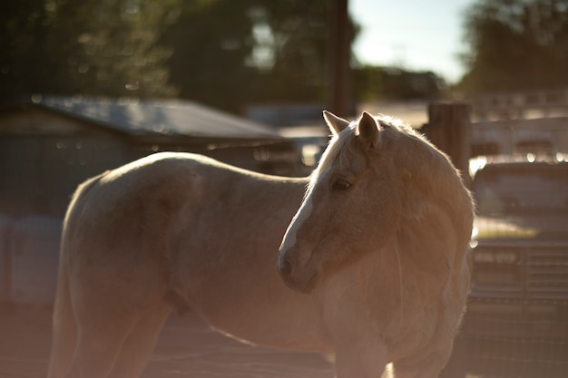 Foto close-up op paard in de natuur