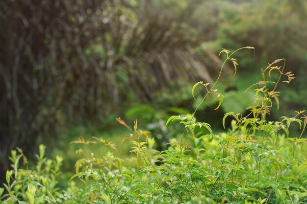 Close-up op planten en spinnenwebben nat van ochtenddauw in de jungle van het regenwoud van Madagaskar, ruimte voor tekst in de linkerbovenhoek.
