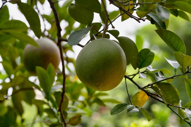 Close-up op pomelo's die aan de boom hangen