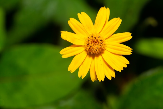 Close-up op prachtige exotische bloemen