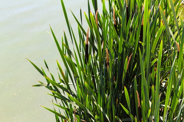 Close-up op riet aan de oever van het meer in de vroege ochtend Rivierriet op de oever van de rivier selectieve focus