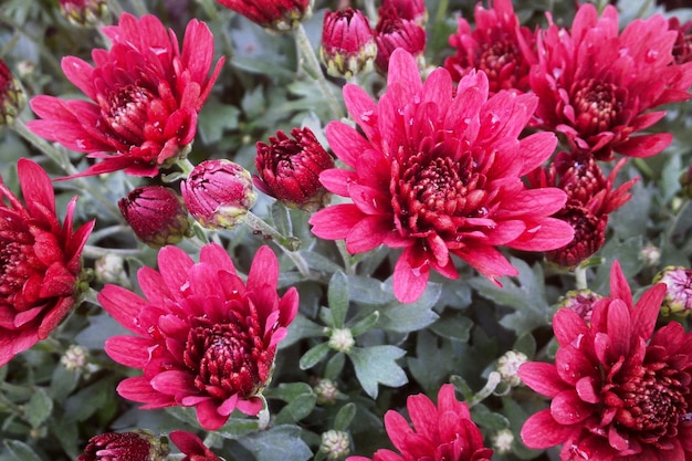 Close-up op rode chrysanten