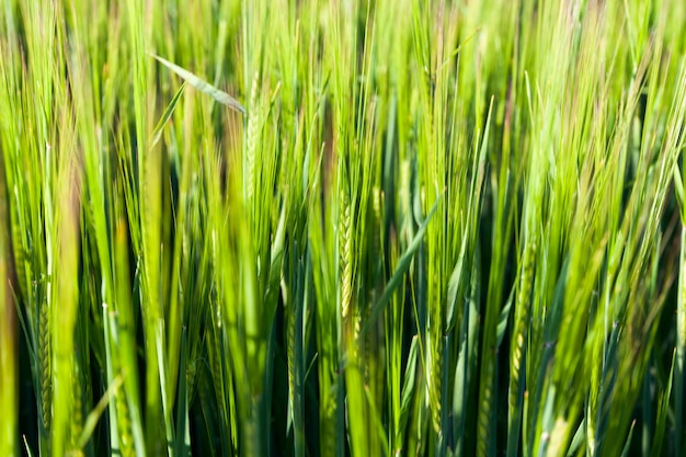 Close-up op roggeveld