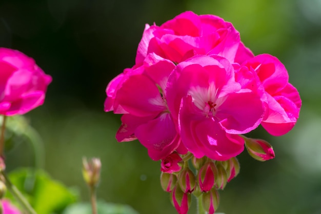 Close-up op roze geranium