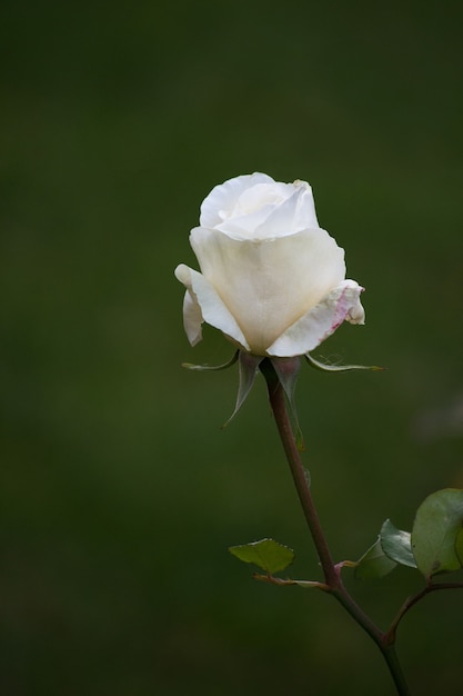 Close-up op Single White Rose Details