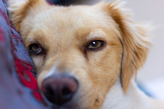 Close-up op slaperige lichtbruine retrieverhond die in bed ligt Leuke hondspuppy die rust