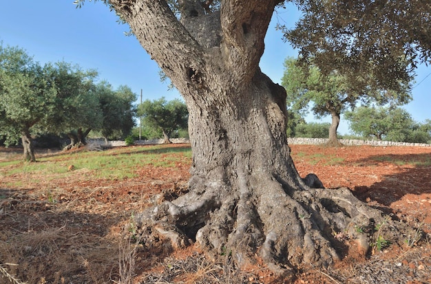 Close-up op stam van grote oude olijfboom in een veld in rode aarde in puglia in italië