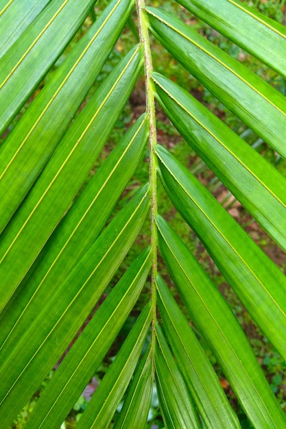 Close-up op tropische groene bladeren Palmen De textuur van de bladeren