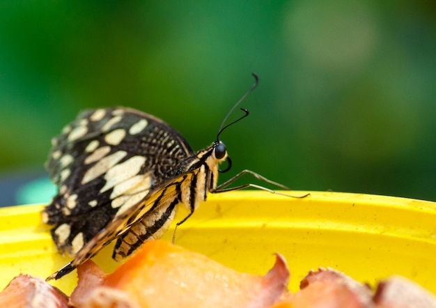 Close-up op tropische vlinder