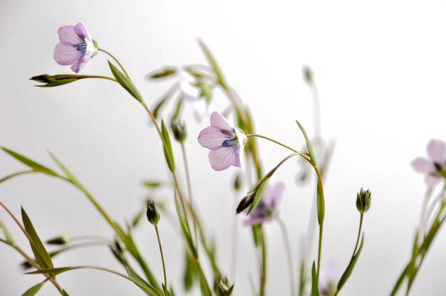 Close-up op vlas bloemen studio opname