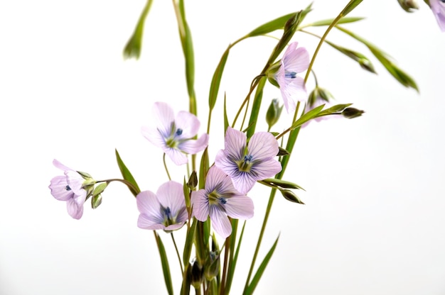 Close-up op vlas bloemen studio opname