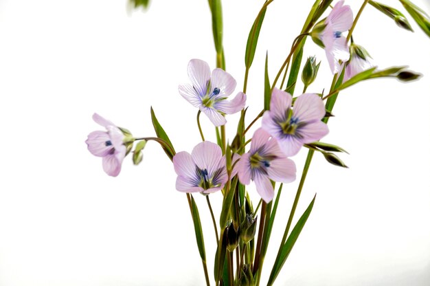 Close-up op vlasbloemen, studioschot