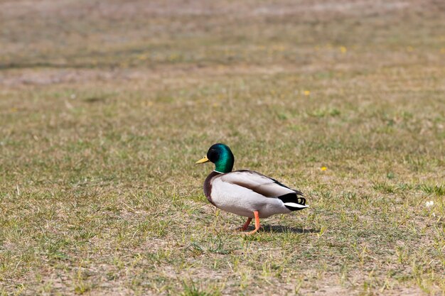 Close-up op wilde eend