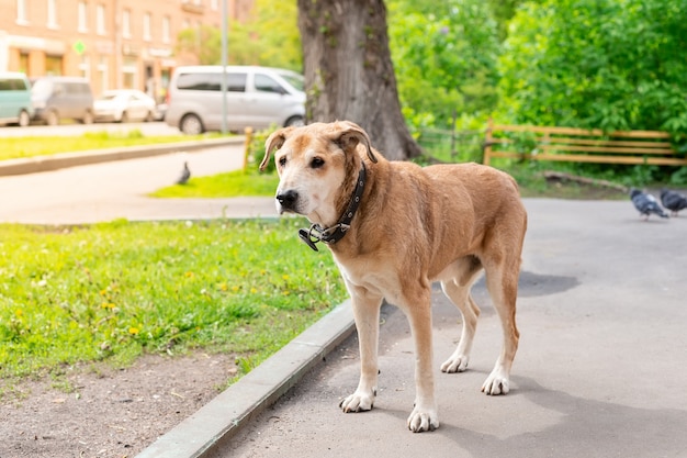 Close-up op zwerfhond op straat