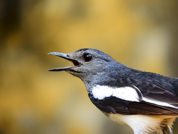 Close-up opname van een magpie vogel op een wazige achtergrond