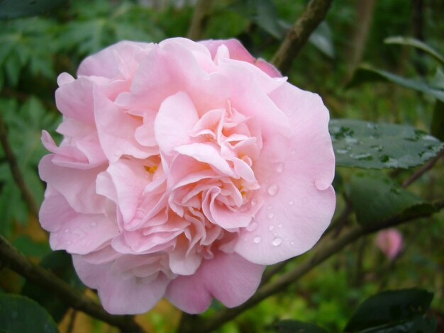 Close-up opname van een roze camellia bloem