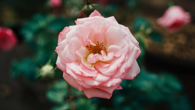 Close-up opname van een roze tuinroos met een vervaagde natuurlijke geweldige voor een blog