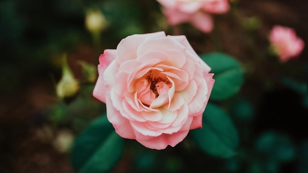 Close-up opname van een roze tuinroos met een vervaagde natuurlijke geweldige voor een blog