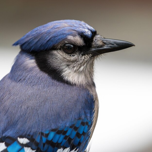 Foto close-up opname van een schattige blue jay cyanocitta cristata geïsoleerd op een wazige grijze achtergrond