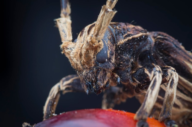 Close-up opname van het longhorn kever insect