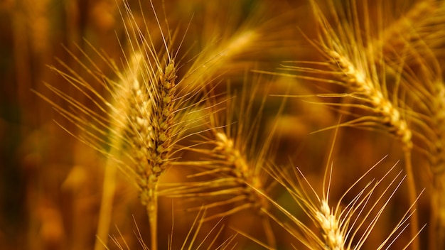 Foto close-up opname van het tarwegewas