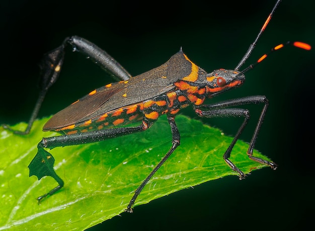 Close-up opname van squash leaffooted bug