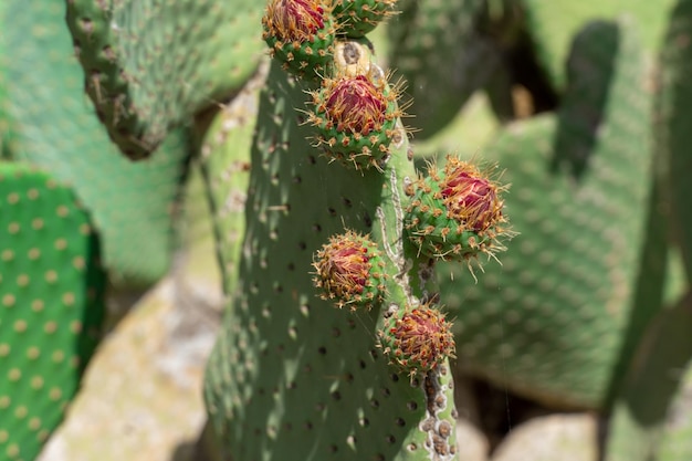 일반적으로 prickly pear라고 불리는 Opuntia의 클로즈업은 선인장 가족 Cactaceae에 속합니다