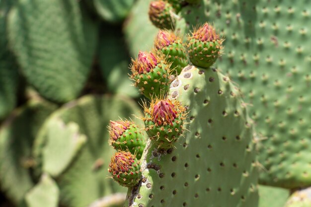 일반적으로 prickly pear라고 불리는 Opuntia의 클로즈업은 선인장 가족 Cactaceae에 속합니다