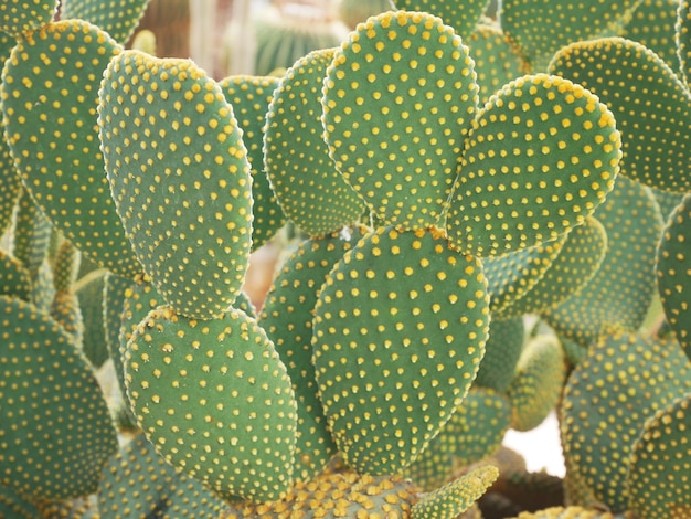 Крупный план кактуса Opuntia rufida engelm в саду