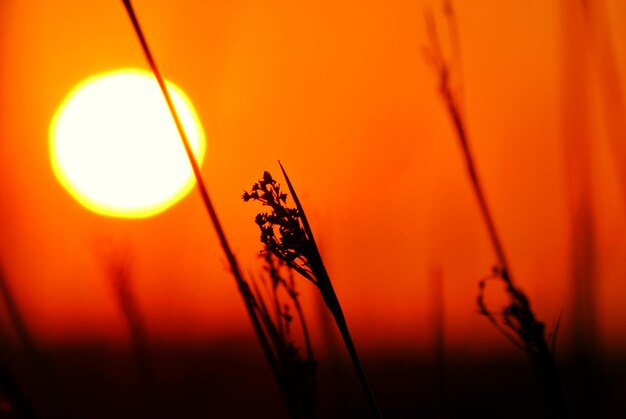 Photo close-up of orange against sky during sunset