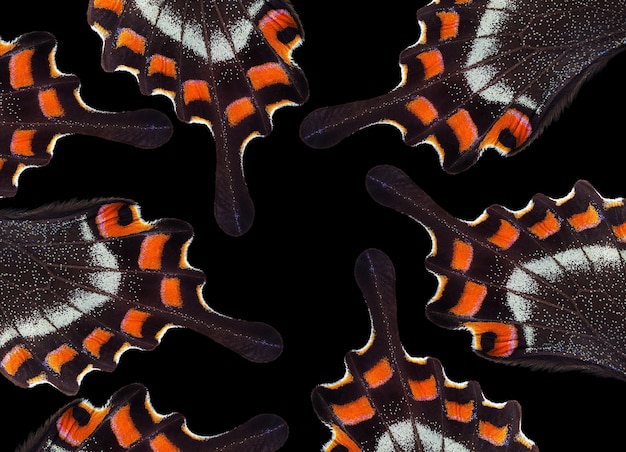 A close up of the orange and black striped octopus.