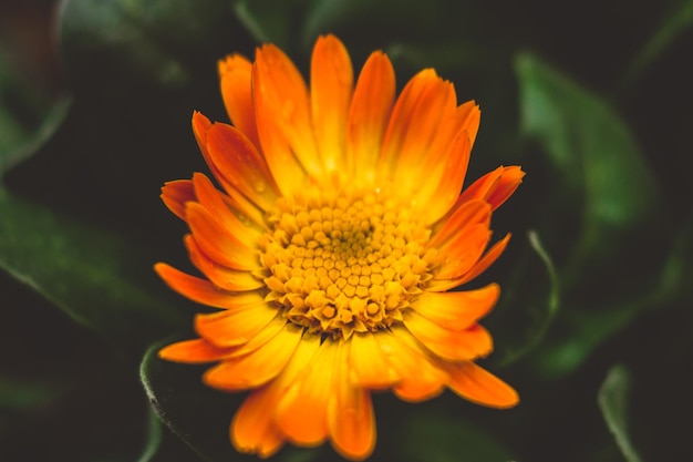 オレンジの花がくクローズアップ