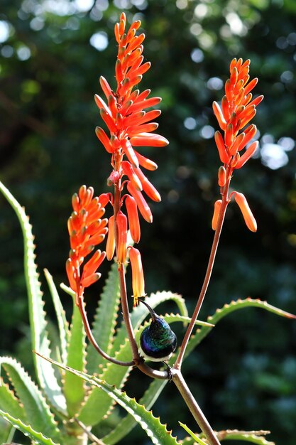 Foto close-up di una farfalla arancione che impollina un fiore